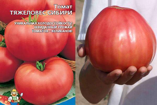 Томат тяжеловес сибири: отзывы, фото, описание и урожайность сорта