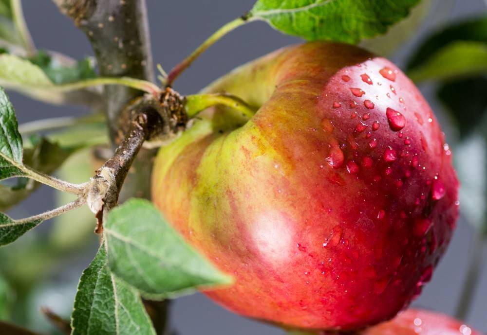 Яблоня сорта джонатан: особенности вида, преимущества и недостатки при выращивании