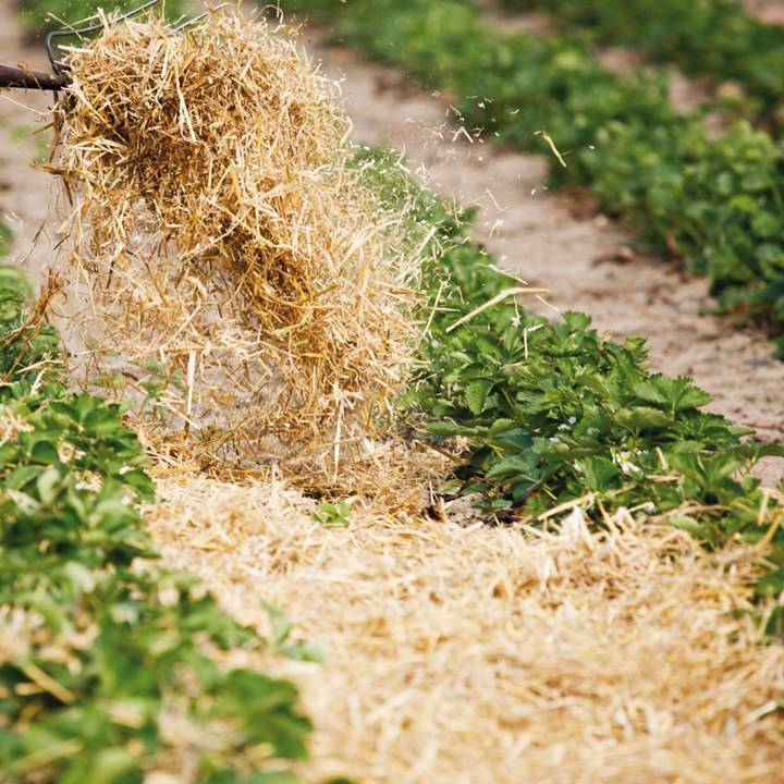 Как использовать компост как удобрение весной и осенью. преимущества органики для почвы