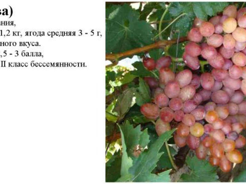 Виноград ромбик: описание и характеристика сорта, особенности посадки и ухода за виноградом, фото