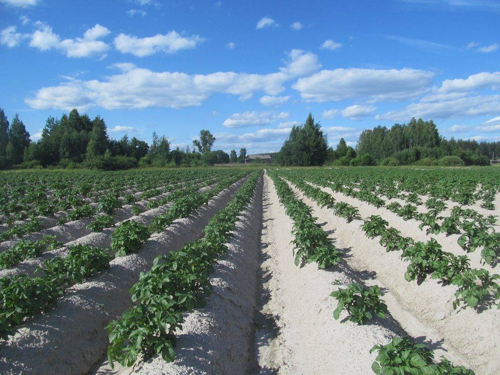 Выращивание картофеля по голландской технологии: от посадки до сбора урожая