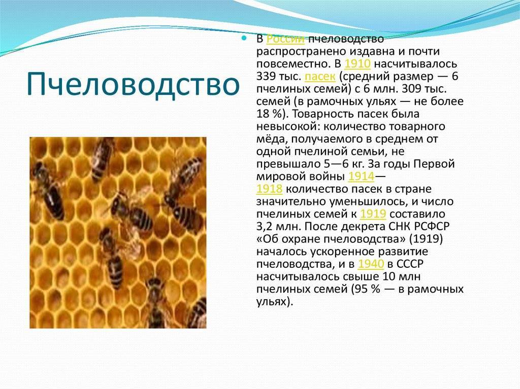 Жизнь нашей пасеки или практическое пчеловодство: краткая история развития пчеловодства нашей страны: от руси до россии.