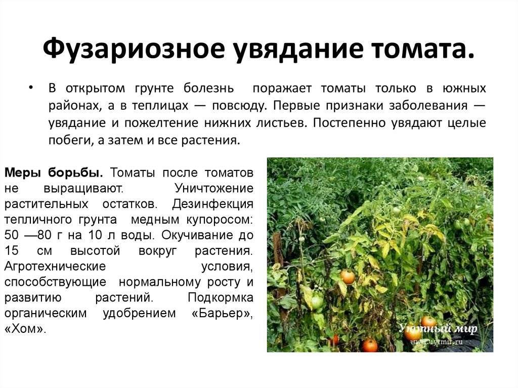 Фузариозное увядание томатов: лечение, фото, признаки, профилактика, видео - выращиваем в теплице
