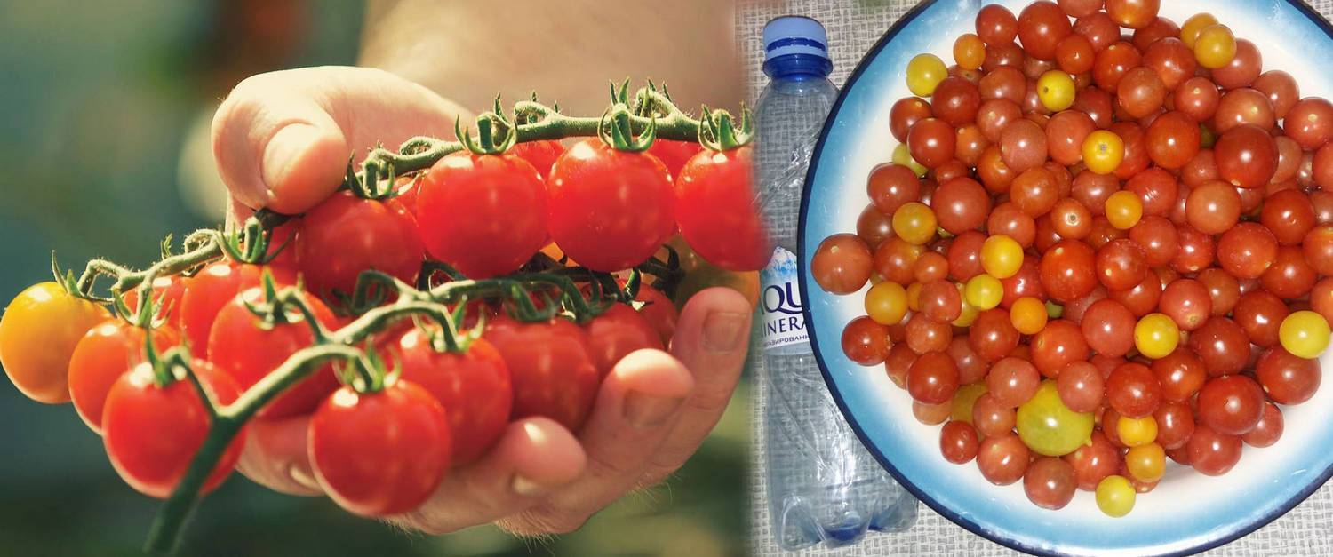 Томат «клюква в сахаре» — отзывы покупателей. выращивание и уход за сортом томатов «клюква в сахаре»