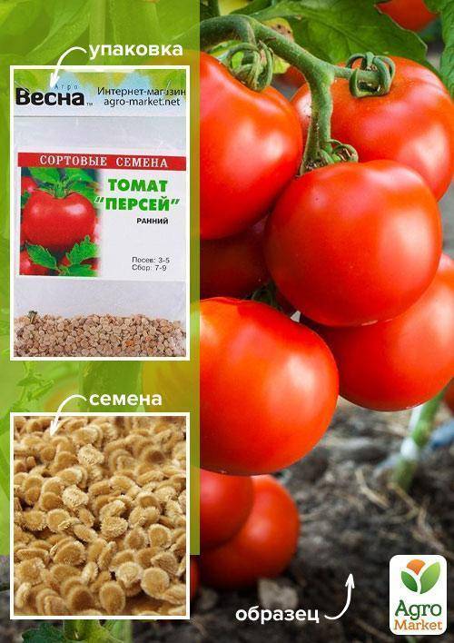 Описание и особенности выращивания сорта томата персей – дачные дела