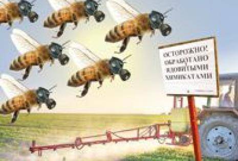 Гибель пчел от пестицидов на рапсовых полях: причины и решения