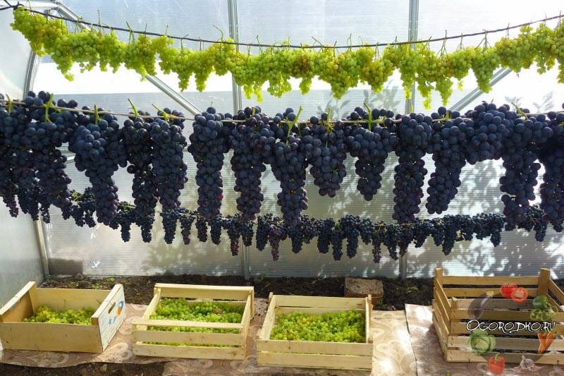 Как сохранить виноград на зиму в домашних условиях: советы и секреты