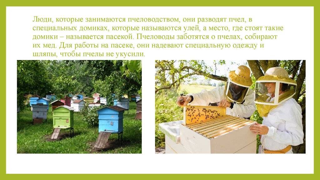 Закон о содержании пчел в населенном пункте