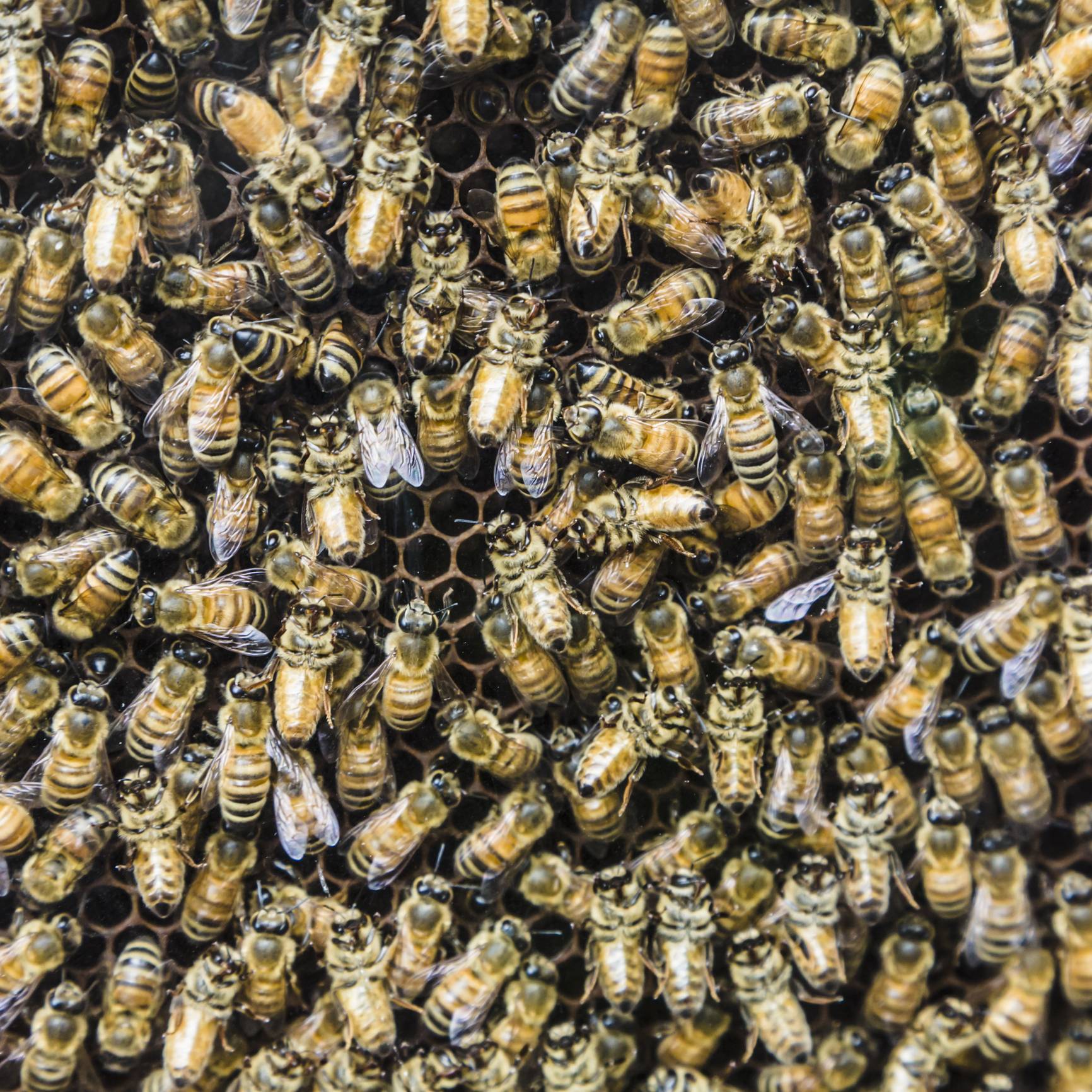 Пчелиный подмор: состав и полезные свойства, способы применения, противопоказания