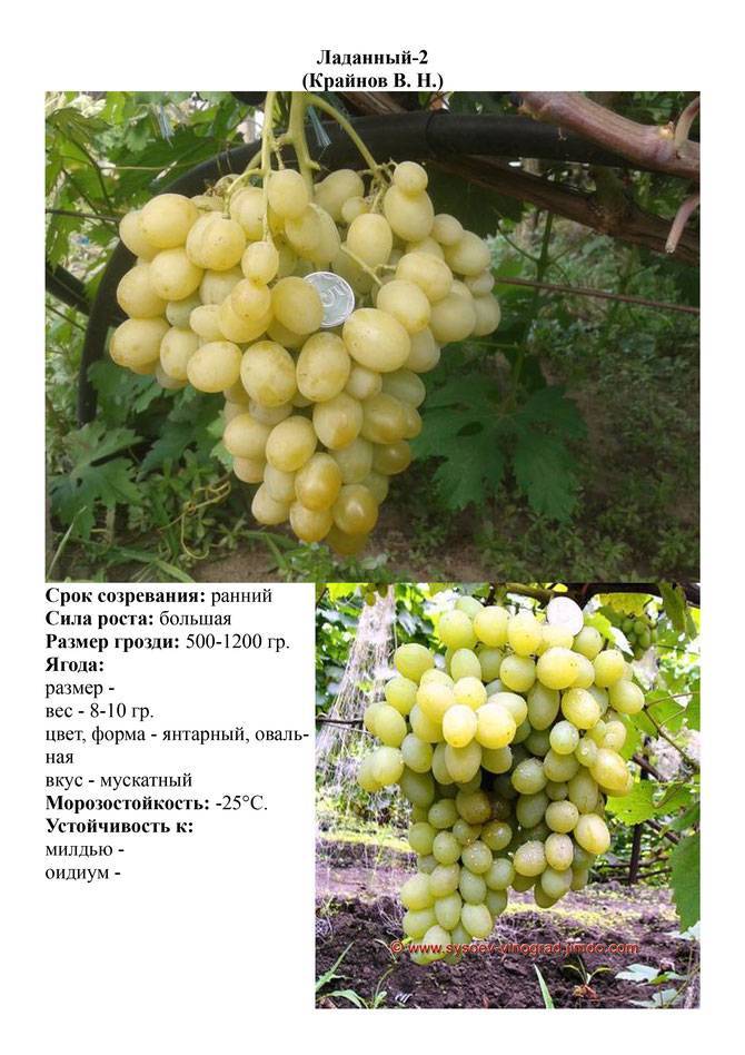 Описание сорта и фото винограда «кеша», рекомендации по уходу, описание гибридов