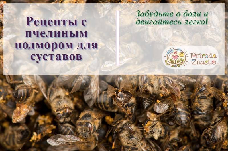 Пчелиный подмор: лечебные свойства, как принимать