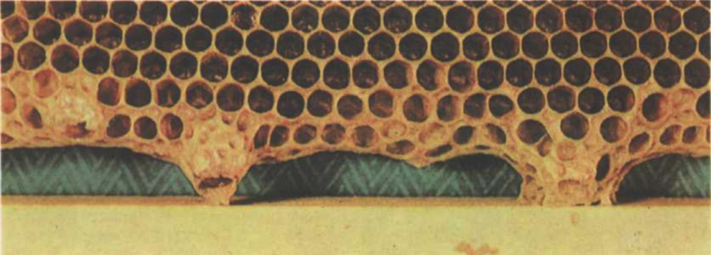 Свищевые и роевые маточники пчел: что это, перенос