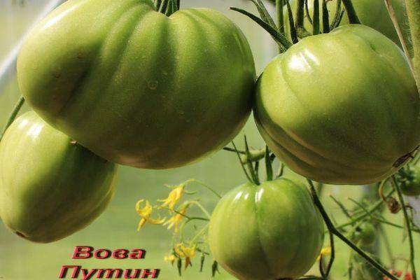 Описание сорта томата вова путин — как поднять урожайность