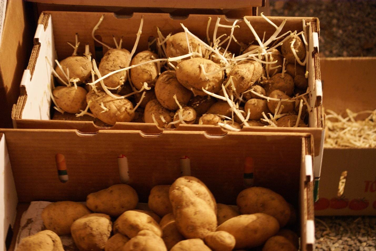 Обработка картофеля перед посадкой (виды и способы обработок, пестициды, сроки)