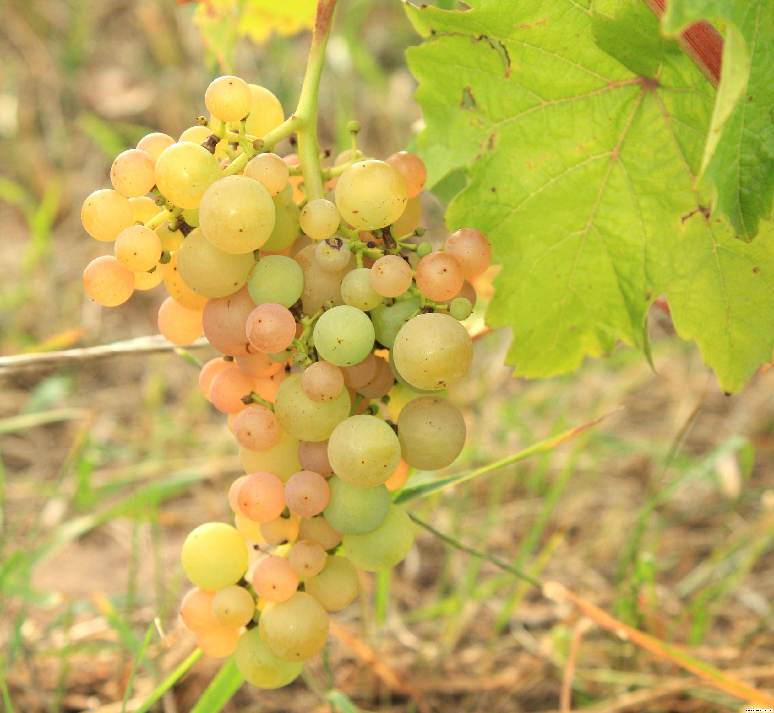 Сорт винограда платовский: основные характеристики