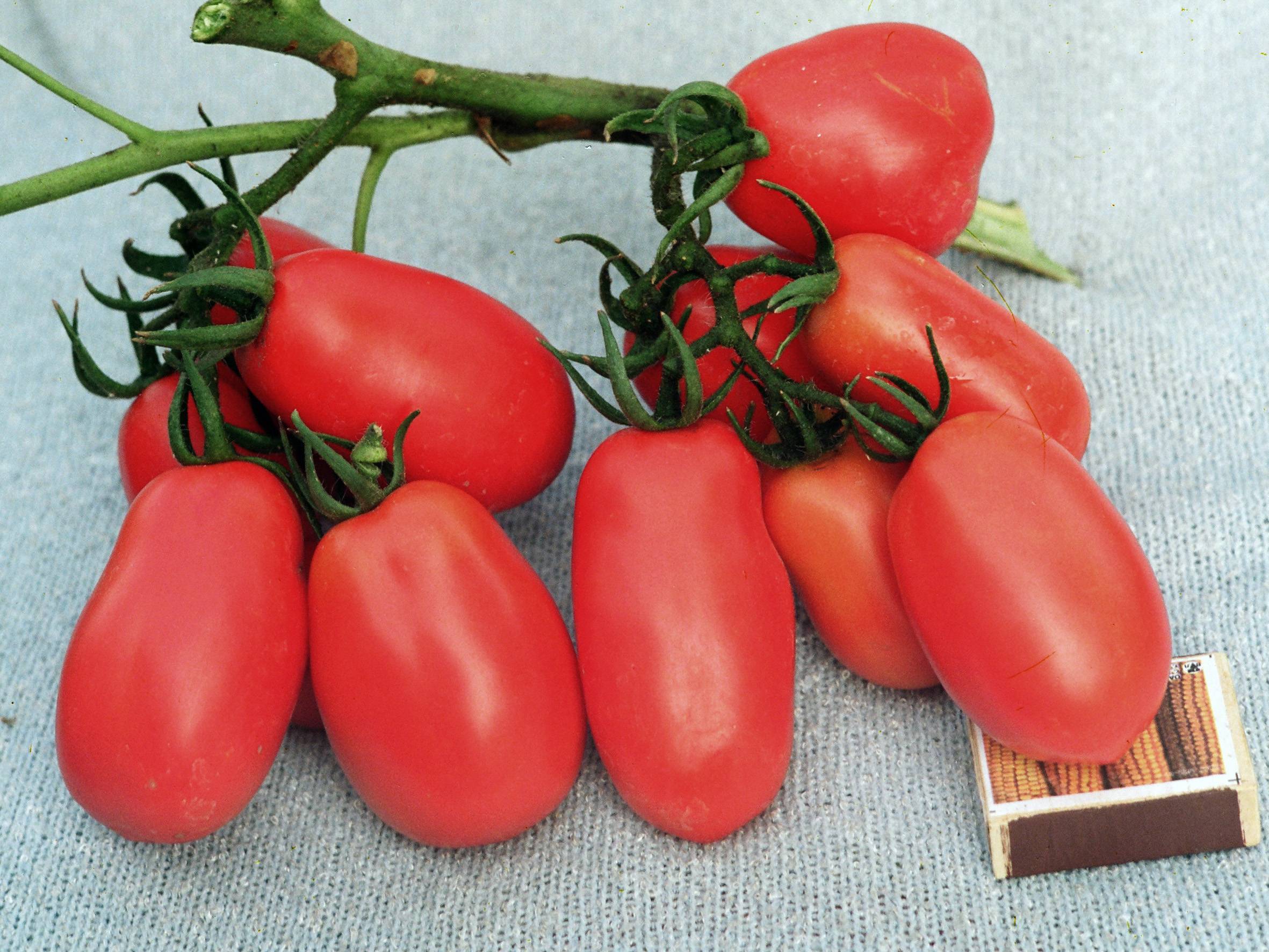Лучшие сорта томатов для открытого грунта: описание наиболее популярных