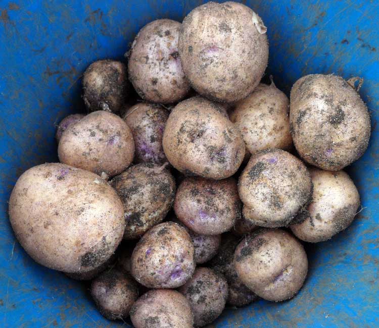 Обзор характеристик и описание сорта картофеля голубизна, выращивание и уход