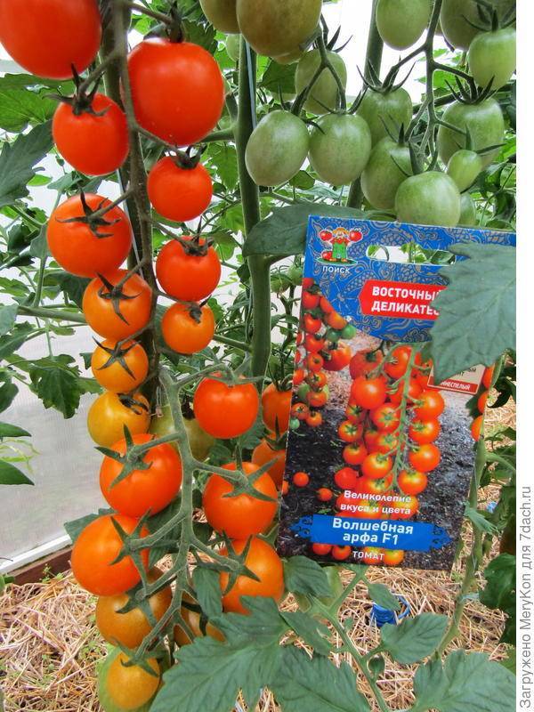 Характеристика томата красотка и выращивание гибридного сорта