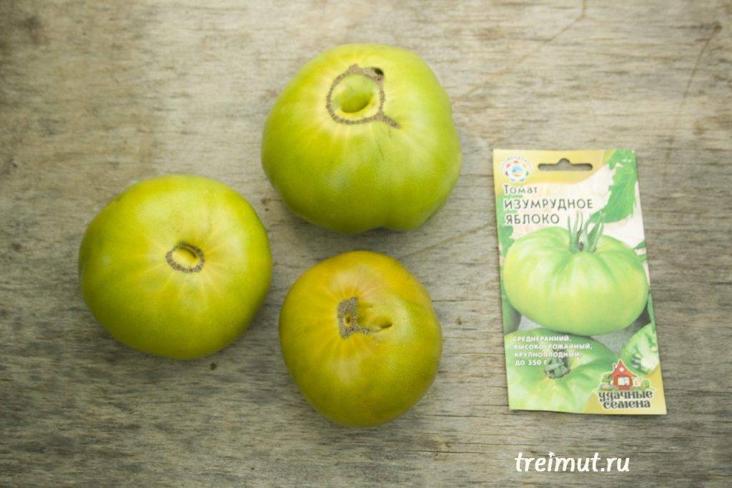 Изумрудное яблоко — описание сорта томата и особенности выращивания