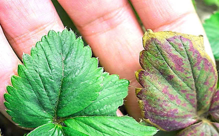 Желтеют листья клубники клубники: как бороться с заболеванием