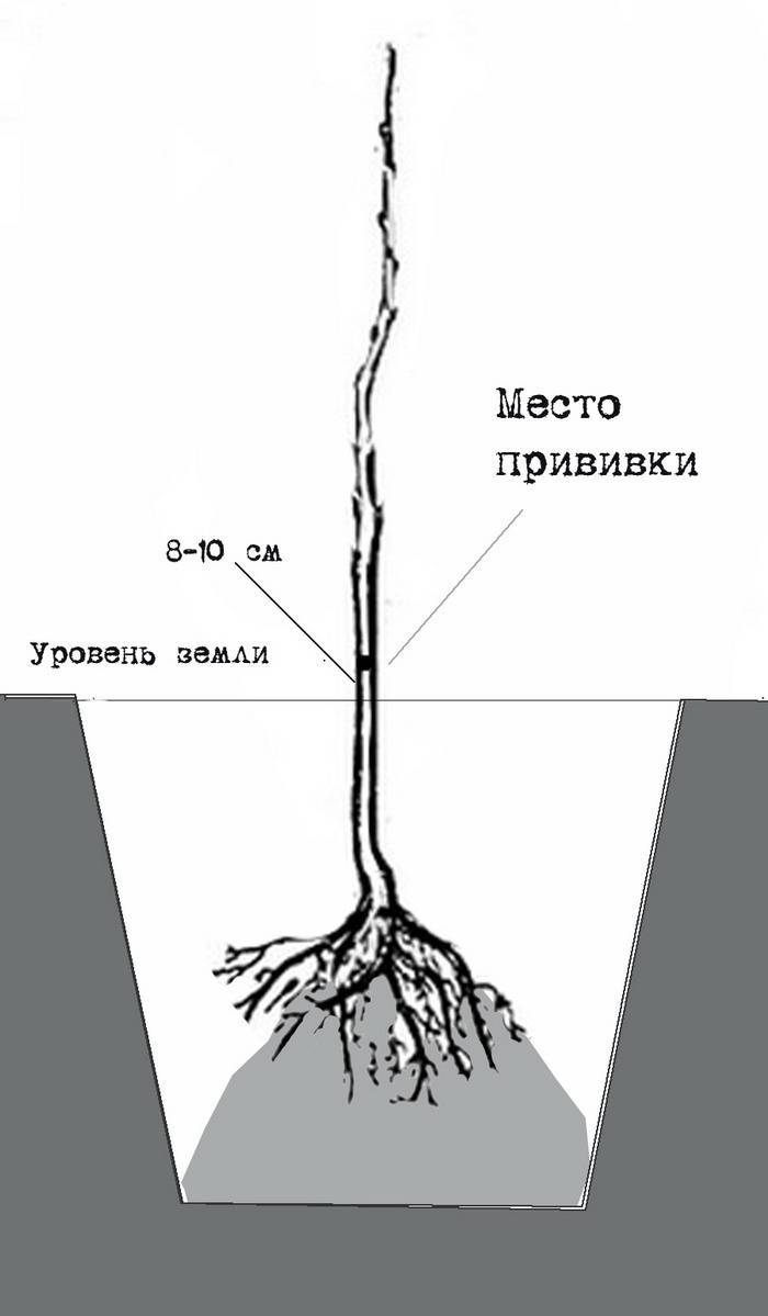 Корневая система яблони глубина схема фото