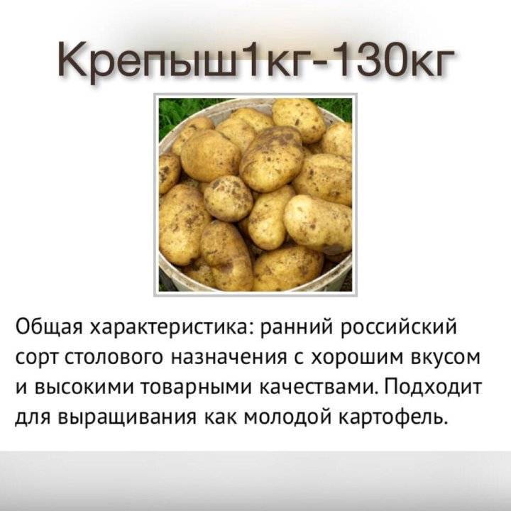 Крепыш картофель характеристика отзывы. Крепыш сорт картофеля характеристика. Сорт картофеля Крепыш. Селекция картофеля сорта. Характеристика картофеля.