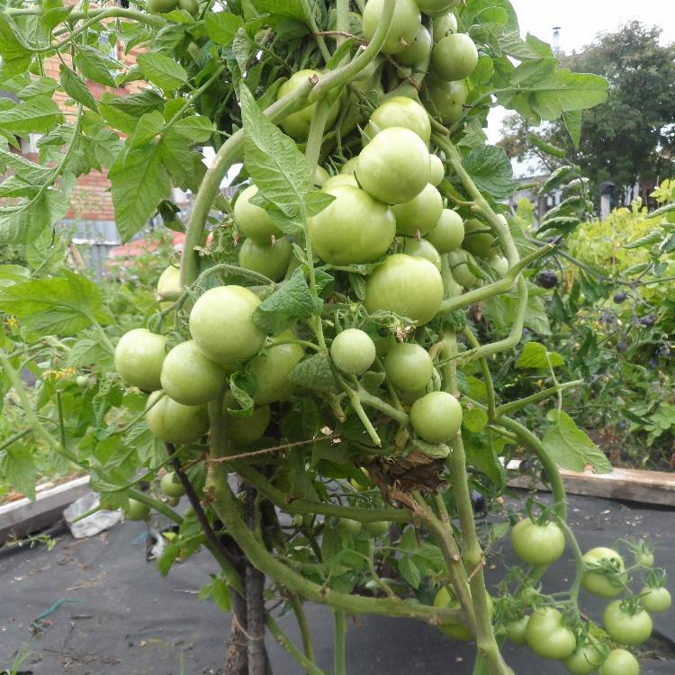 Лучшие сорта томатов для урала 2022 года | огородникам инфо