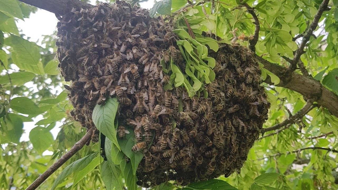 Как снять рой пчел с дерева: советы, видео
