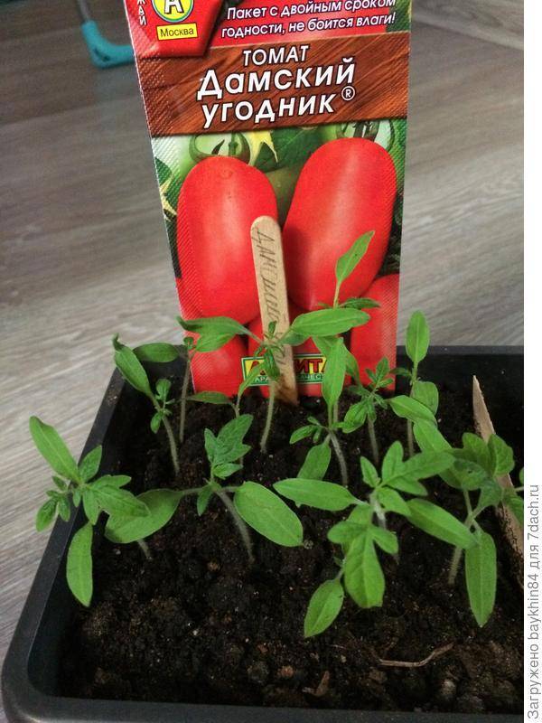 Томат дамский угодник: характеристика и описание сорта, отзывы тех кто сажал помидоры об их урожайности, фото куста