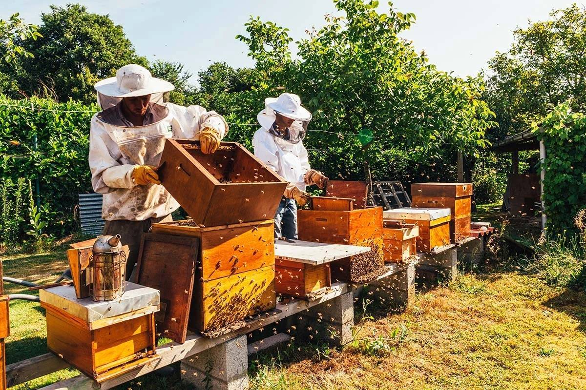 История и современное развитие российского пчеловодства - пчеловодство | описание, советы, отзывы, фото и видео