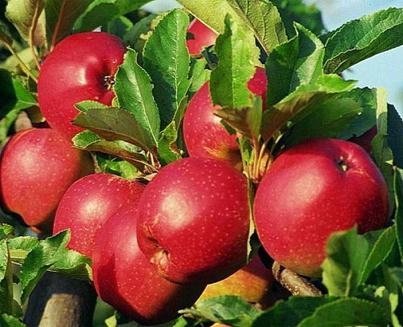 Яблоня коваленковское: описание и характеристика сорта