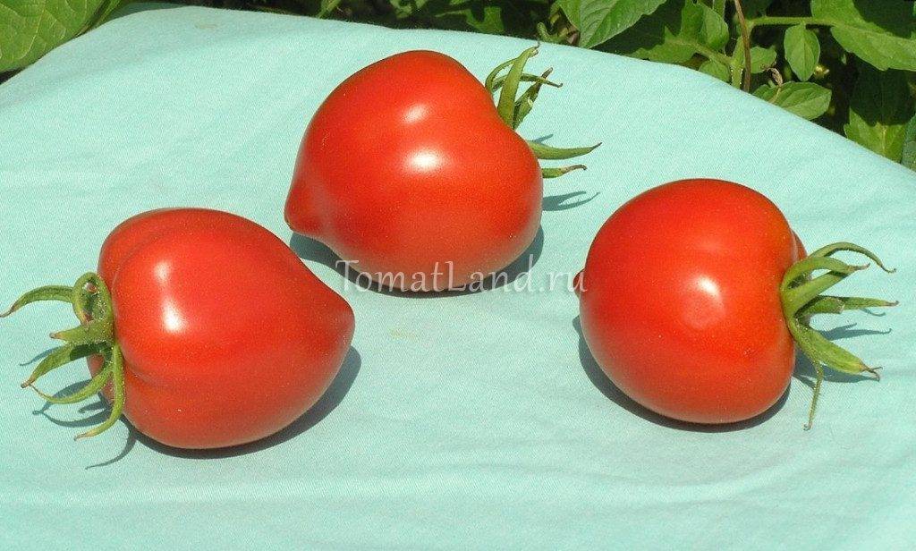 Описание томата сызранская пипочка и советы по выращиванию рассады своими руками