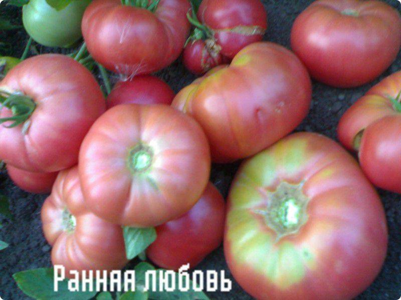 Томат любовь f1 - отзывы, фото, урожайность, характеристика и описание