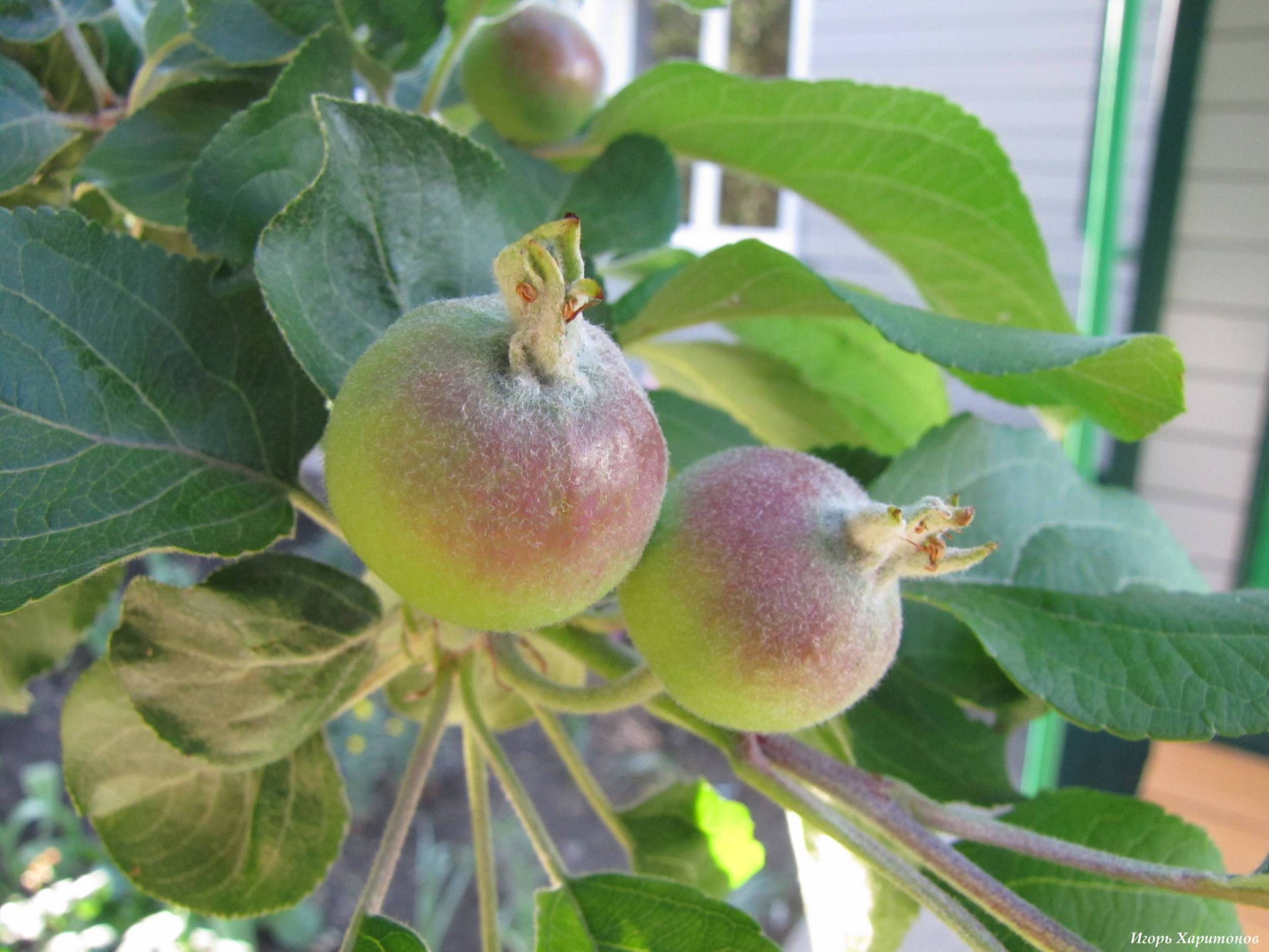 Почему яблоня сбрасывает плоды до их созревания?