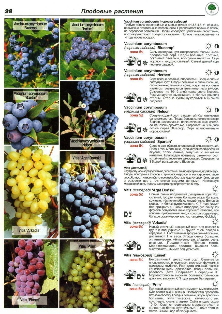 Изучаем нюансы ухода и посадки винограда в сибири. пособие для начинающих. – сайт о винограде и вине