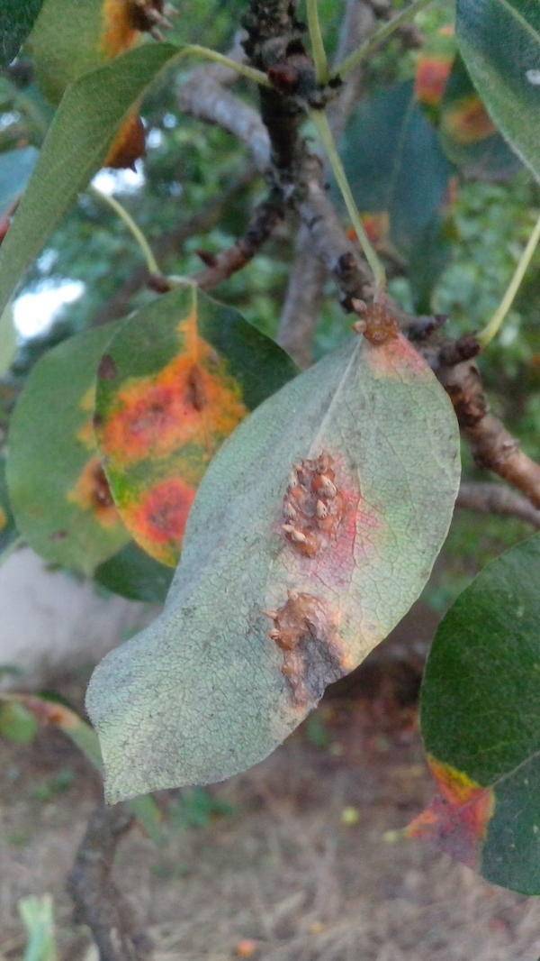 Почему у груши чернеют листья и засыхают: что делать, как лечить