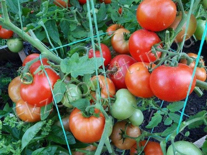 Как вырастить томат видимо-невидимо