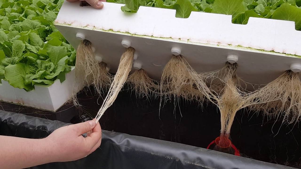 Как сажать семена гидропоника как посадить семя канабиса