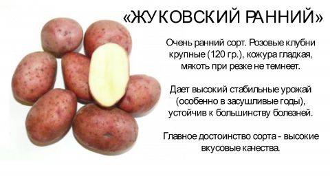 Картофель сорта “вектор”