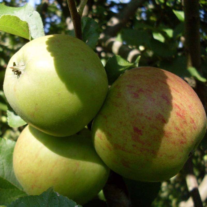 Яблоня алеся: описание и характеристика сорта, выращивание и уход, отзывы