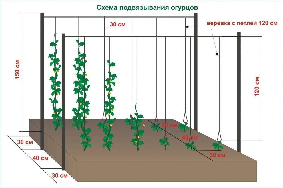 Посадка огурцов с кукурузой в открытый грунт: как сажать вместе на одной грядке, схема и расстояние