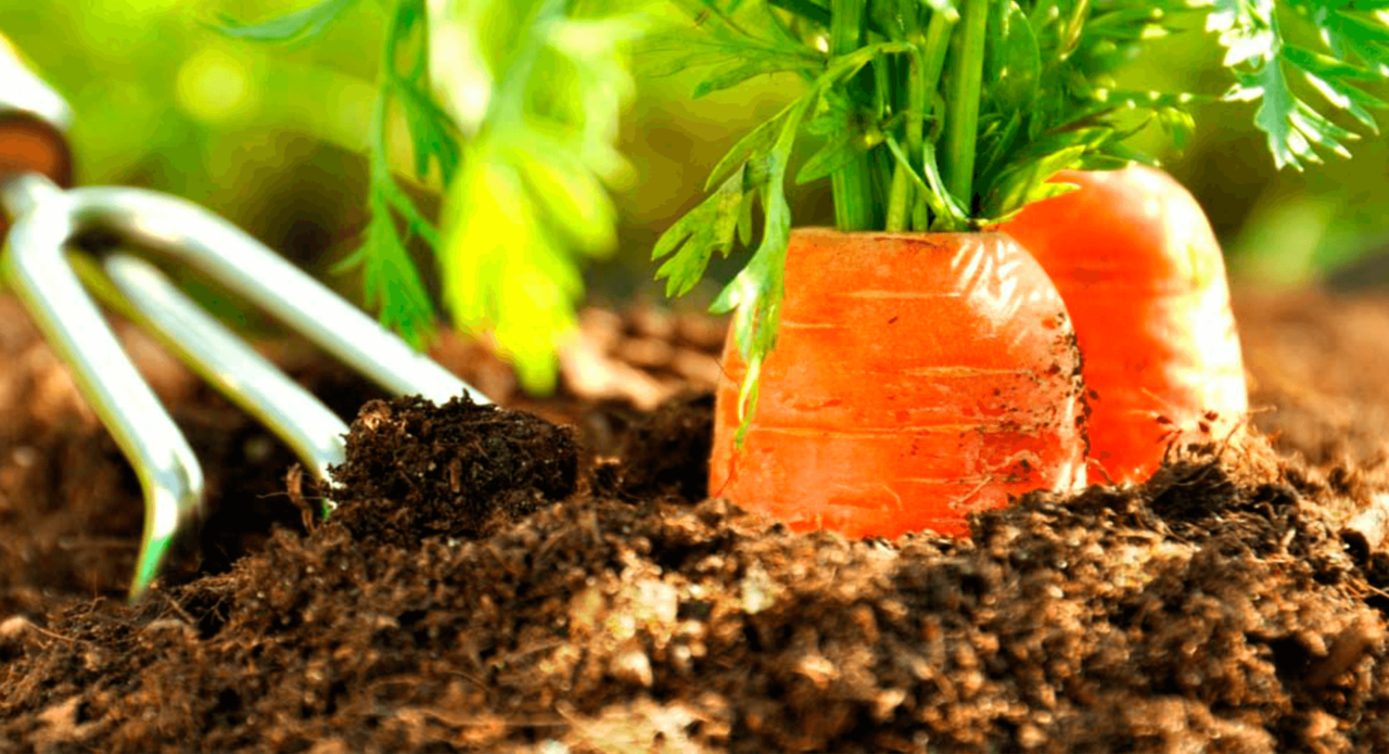 Посадка моркови: когда и как сажать в открытый грунт, пошаговые инструкции