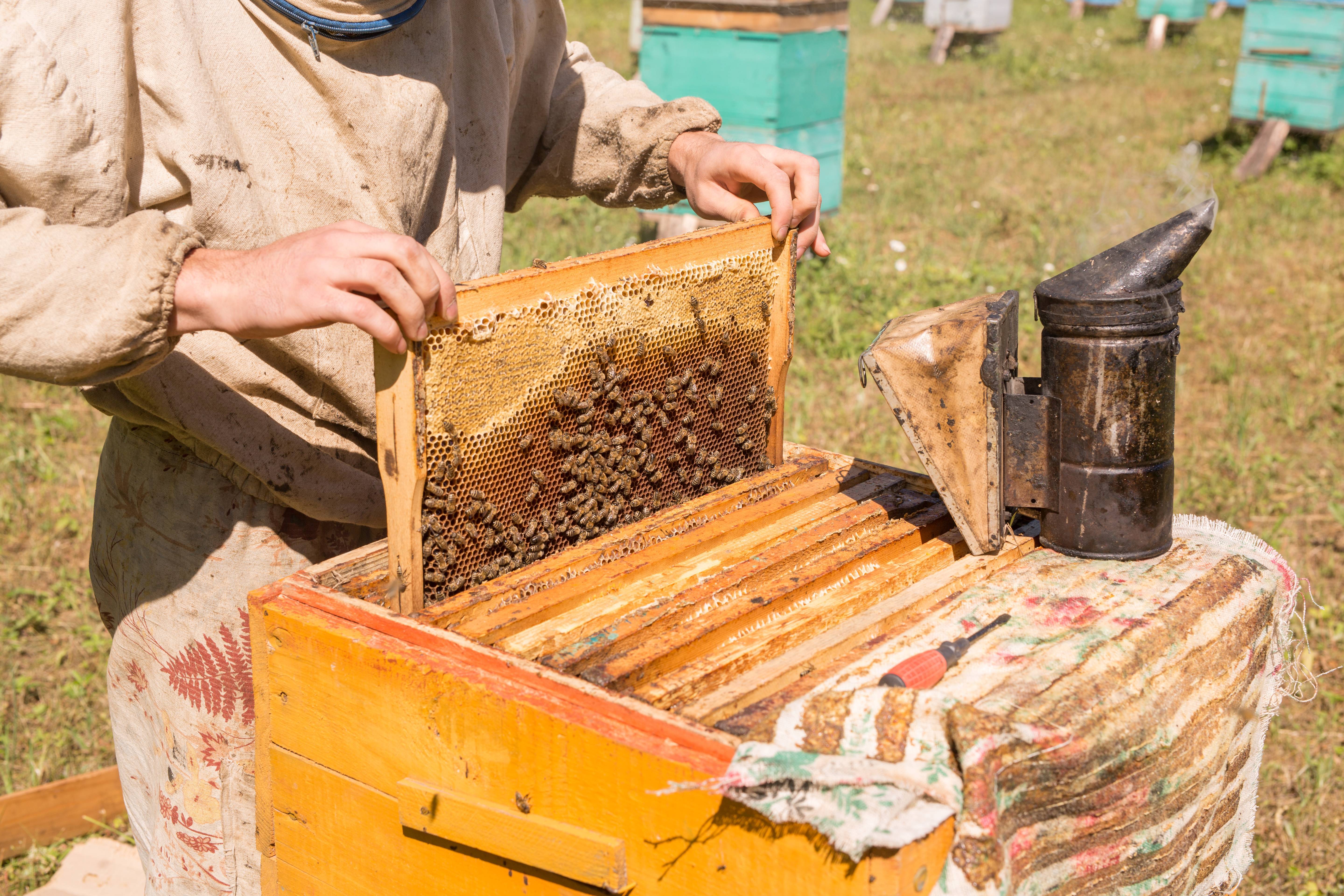Развитие пчеловодческих хозяйств на урале