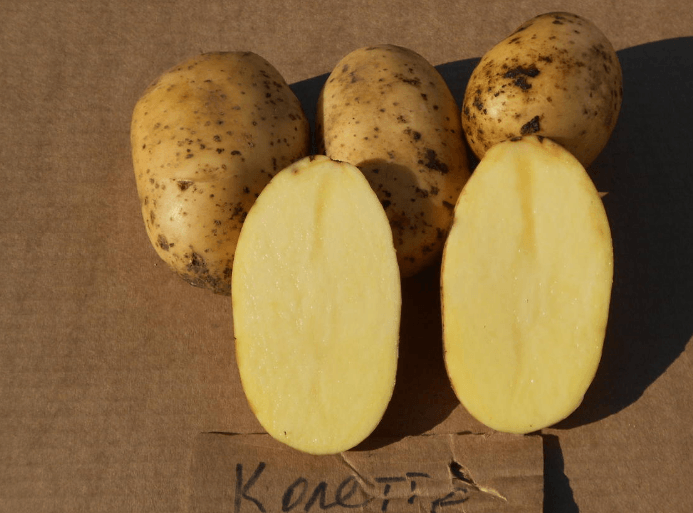 Картофель колетте: отзывы, топ секреты выращивания, описание, фото