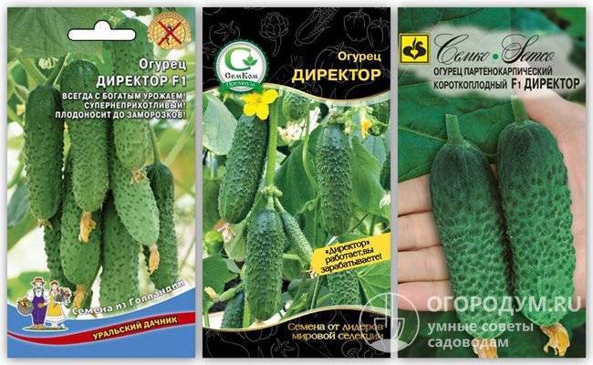 Огурец трилоджи f1: описание и урожайность сорта, фото, отзывы