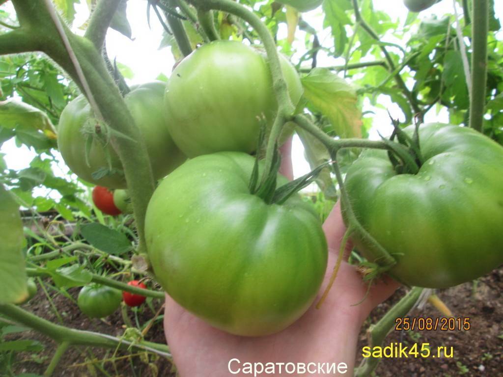 Лучшие сорта томатов для выращивания в Саратовской области