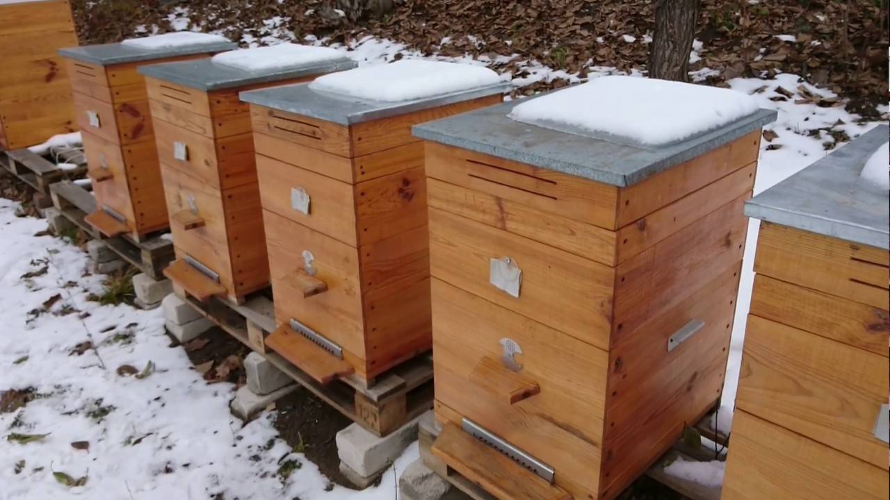 Особенности зимовки пчел, сколько рамок оставлять в улье на зиму: