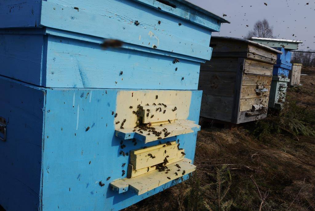 Содержание пчел на приусадебном участке правила и нормативы: все законы и нормы о содержании пчёл , как избежать претензий и и придерживаться правил