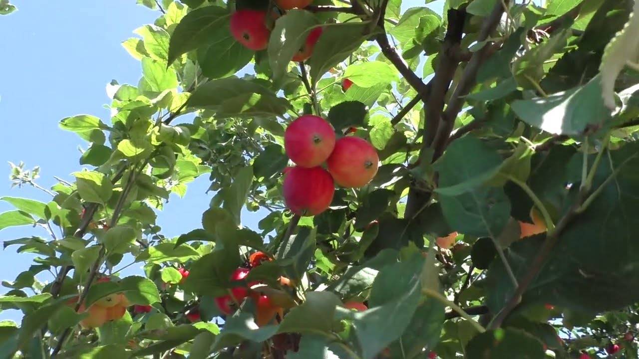 Яблоня "орлинка": описание сорта, посадка и уход