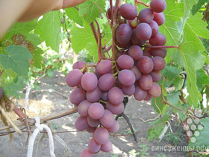 Сорт байконур — новинка виноградного рынка